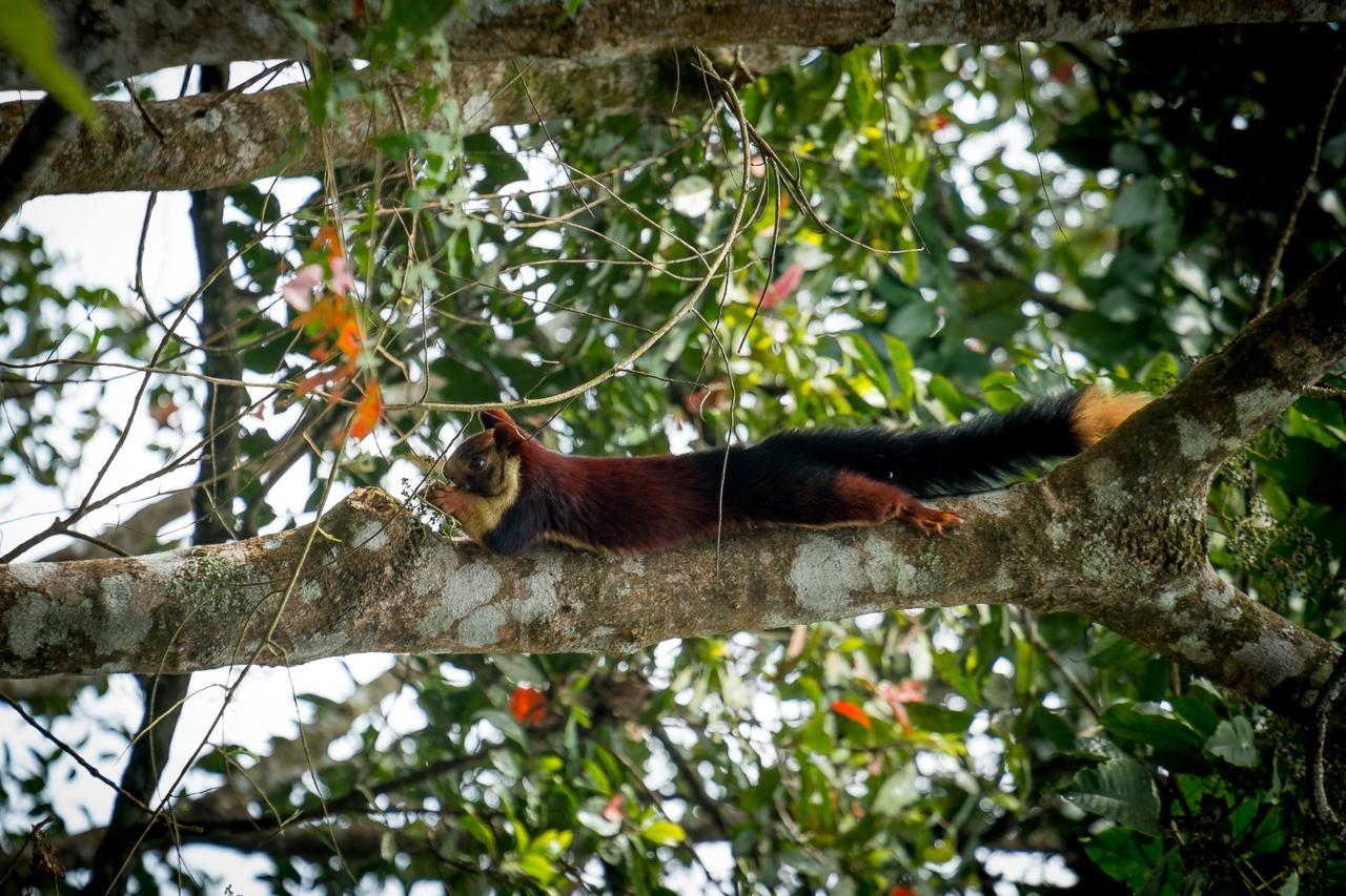 Wild Planet Jungle Resort Devala Luaran gambar